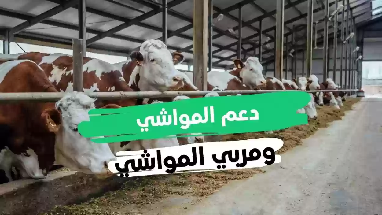 ما هي طريقة تجديد اقامة عامل تربية مواشي بالسعودية؟