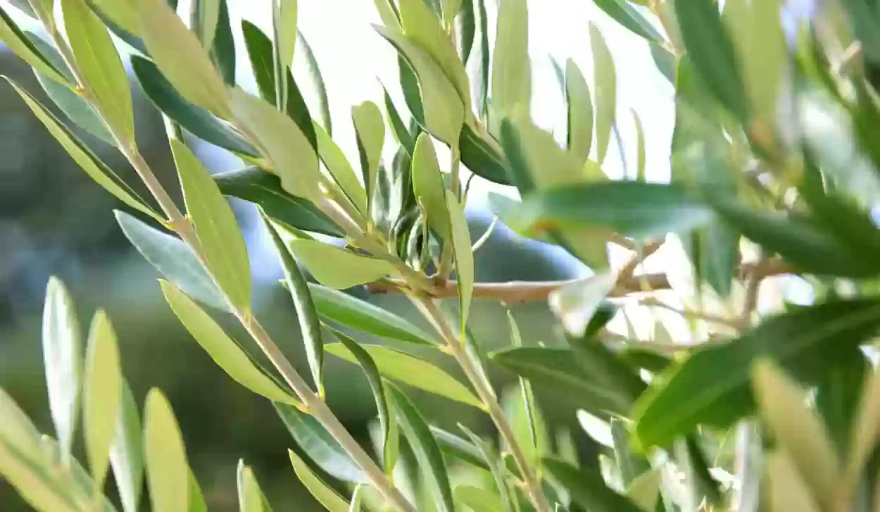 ما فوائد شرب ورق الزيتون المغلي؟